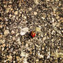 Ladybug