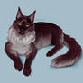 Maine Coon