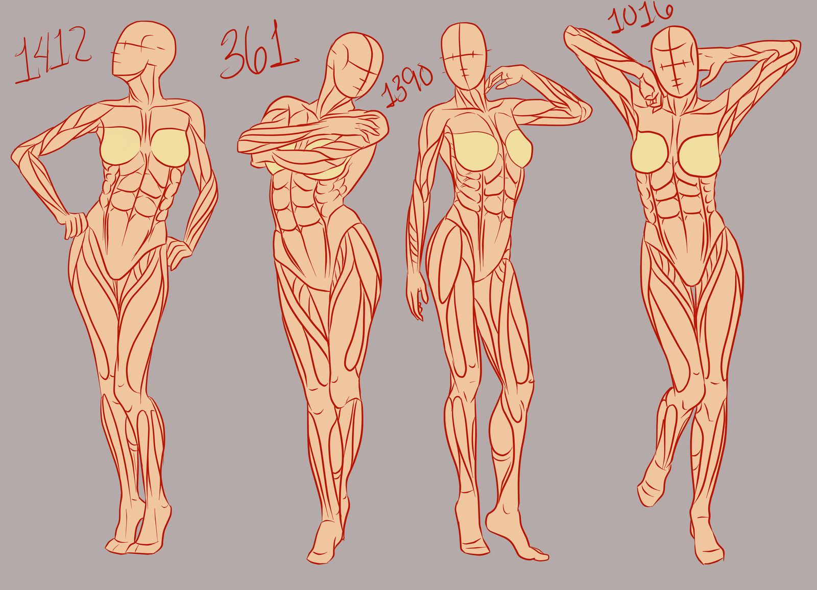 Female Rerfrence Torso Female Torso Anatomy Drawing Reference