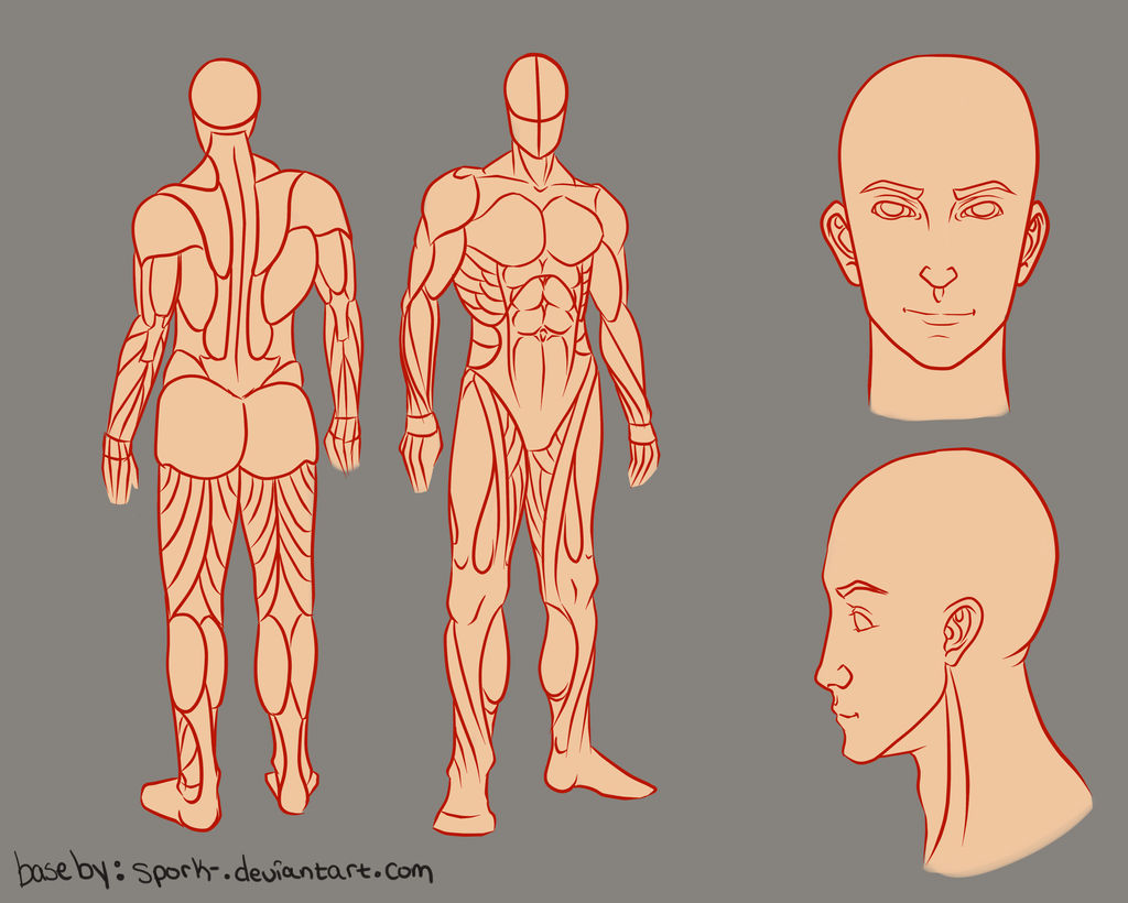 Adult Male body reference sheet 2.0