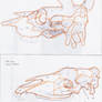 bovine, equine skulls 2 study