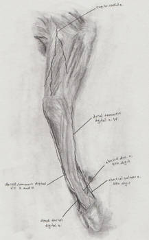 bovine forelimb, nerves, 1