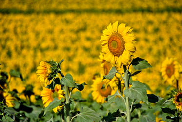 The outstanding sunflower