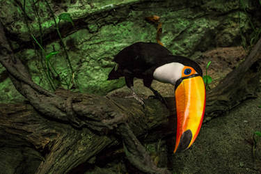 The Toco Toucan Of Gothenborg