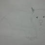 Wombat