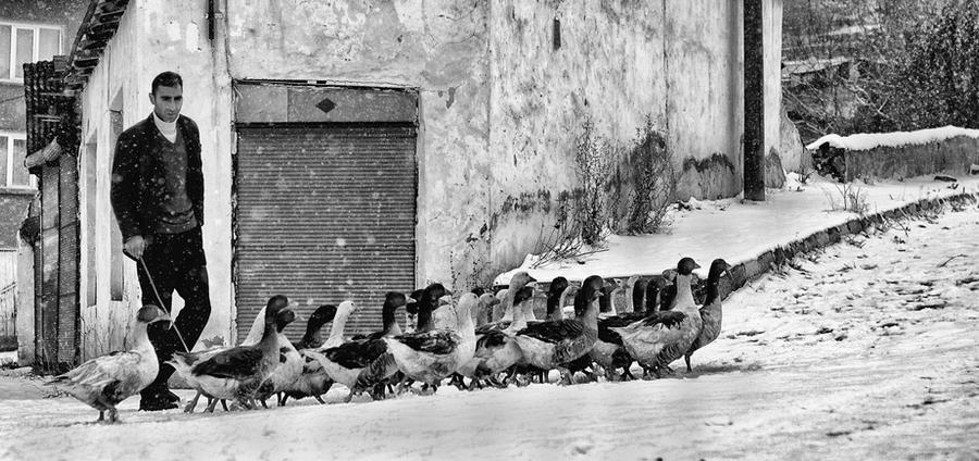 goose herder by alibektas goose herder by alibektas