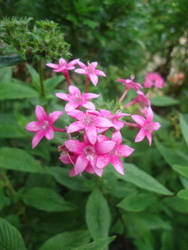 Pink Flower