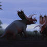 Pentaceratops Bulls