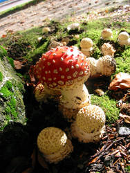 Toadstools 2