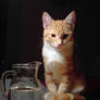 cat and water_by akinna-stock