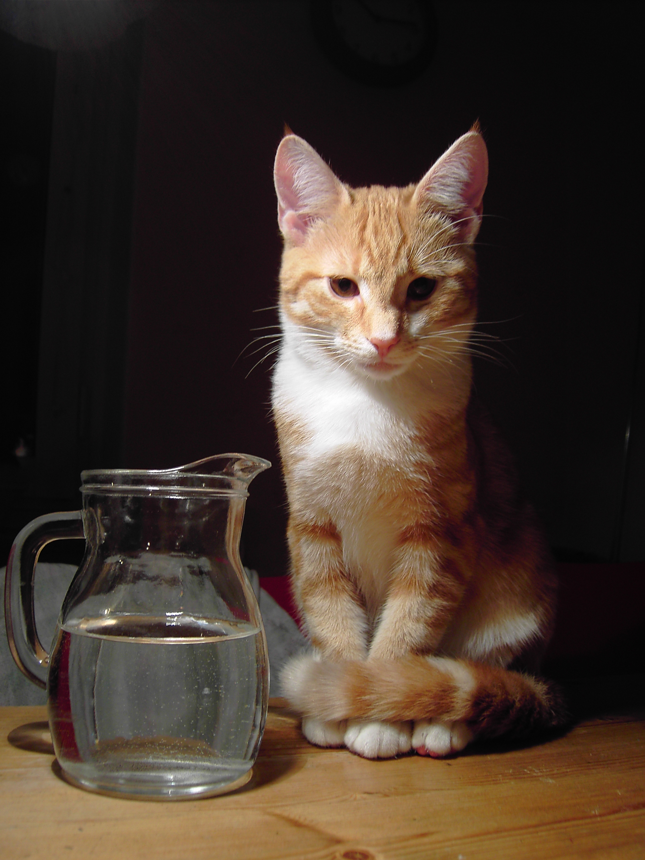 cat and water_by akinna-stock