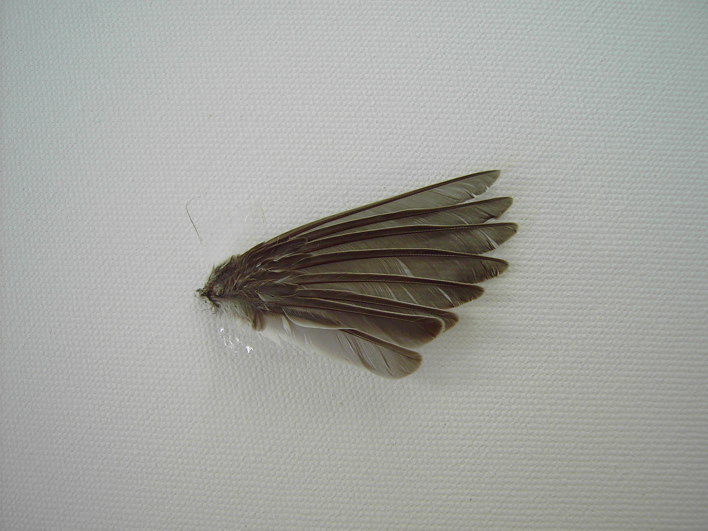 wing2_by akinna-stock