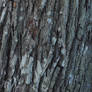 bark texture2