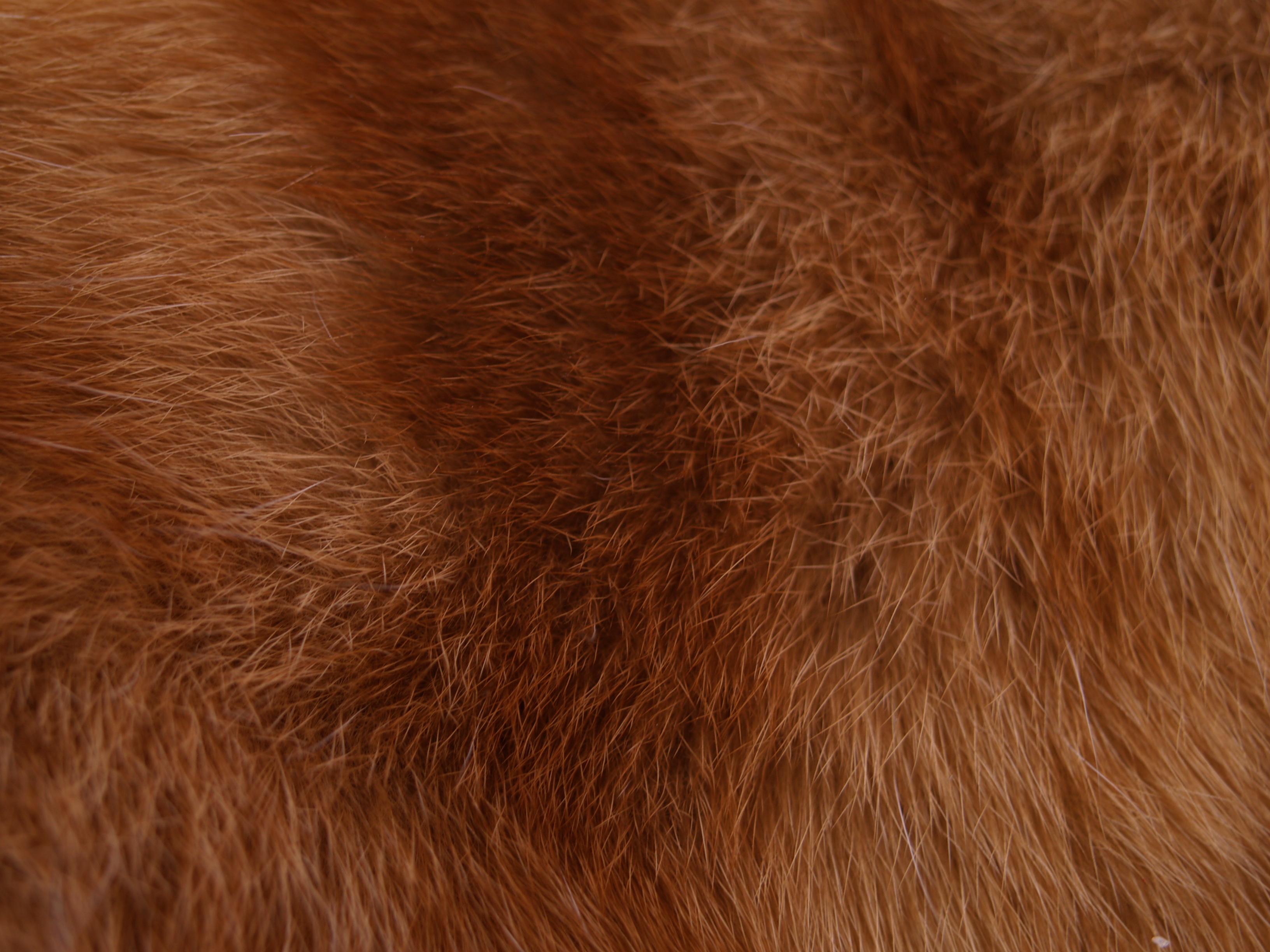 fur03
