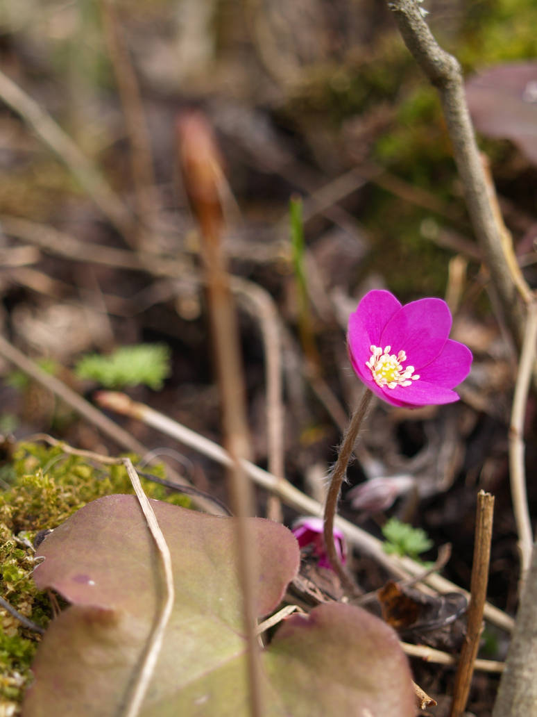 purple flower 1