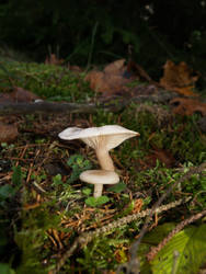 Mushrooms 02
