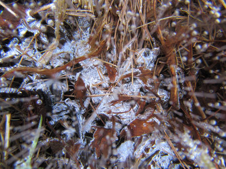 Ice Grass 01