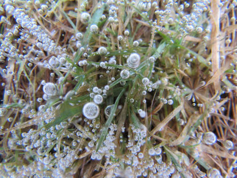 Ice Grass 02