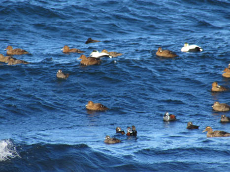 Sea Ducks