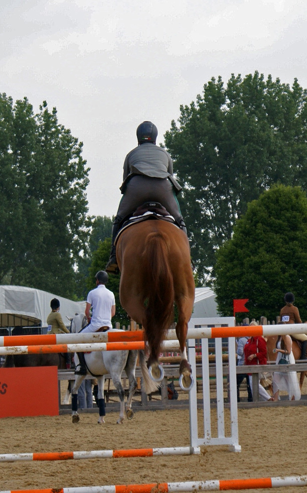 Chestnut Jumping Stock