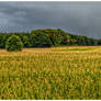 Annoying corn field