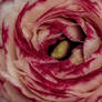 Ranunculus