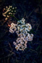 Yarrow