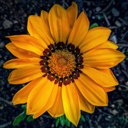 A Treasure to be Found