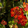 Lantana