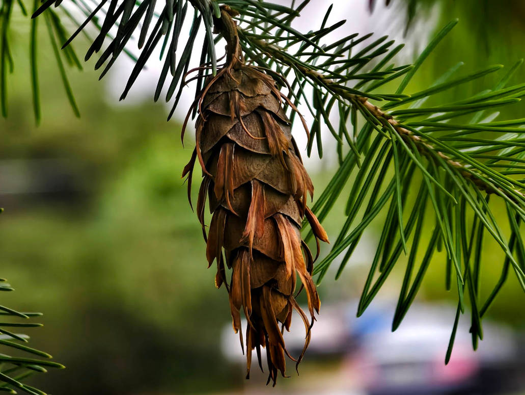 Pinecone By RCAmbriz On DeviantArt pinecone-by-rcambriz-on-deviantart