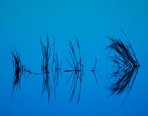 Blue Reflect