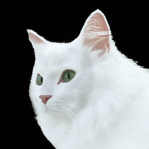 White Cat Art