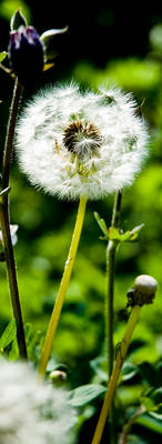 Taraxacum sect. Ruderalia