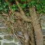 500 year old... Ivy