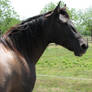 Paso Fino/Quarter Horse Grulla Mare Headshot