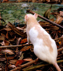Rat in autumn leaves
