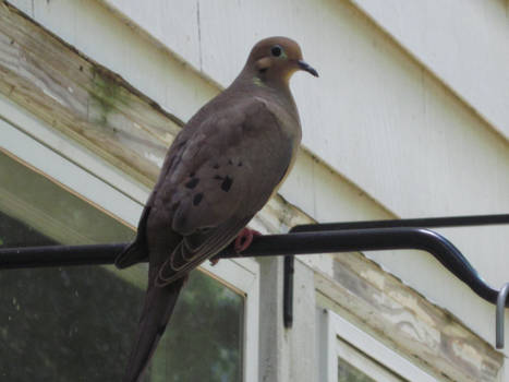 Mourning Dove 2