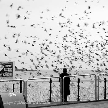 The Birds by Jay-2