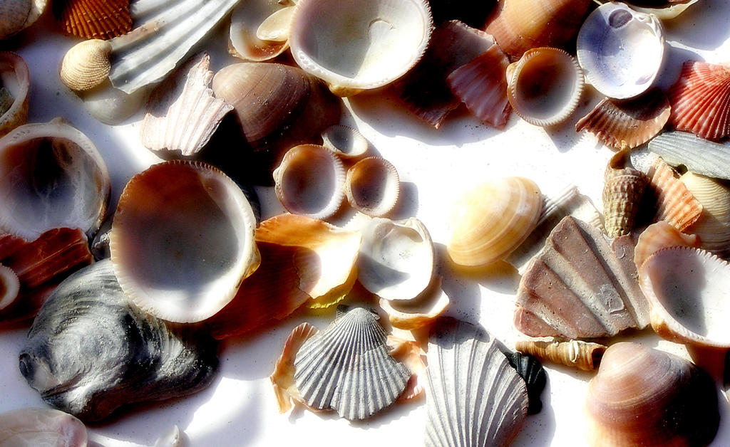 Crying Shells Shellshocked by krigl on DeviantArt