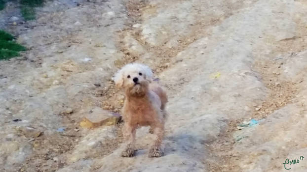 PELUDO INOCENTE