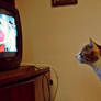 even a cat can be TV addicted