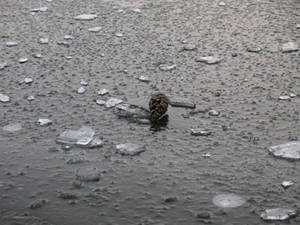 pinecone on ice