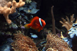 Clown Fish