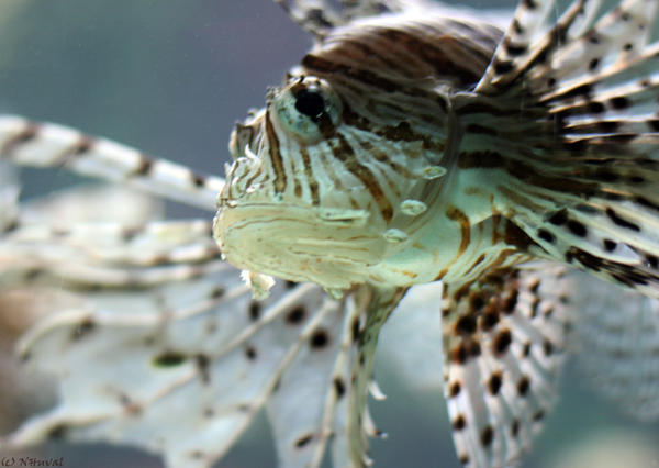 LionFish