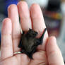 Bat 1