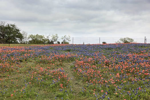 Bluebonnet Feild2