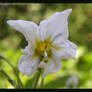 Potato's flower