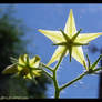 Tomato's Flower