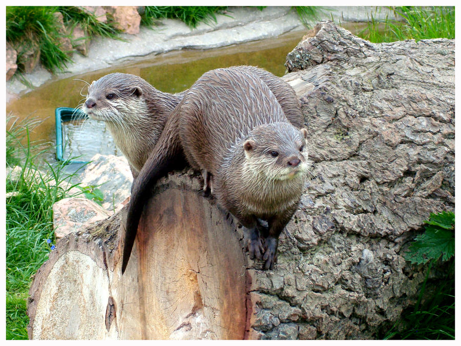 otter couple two