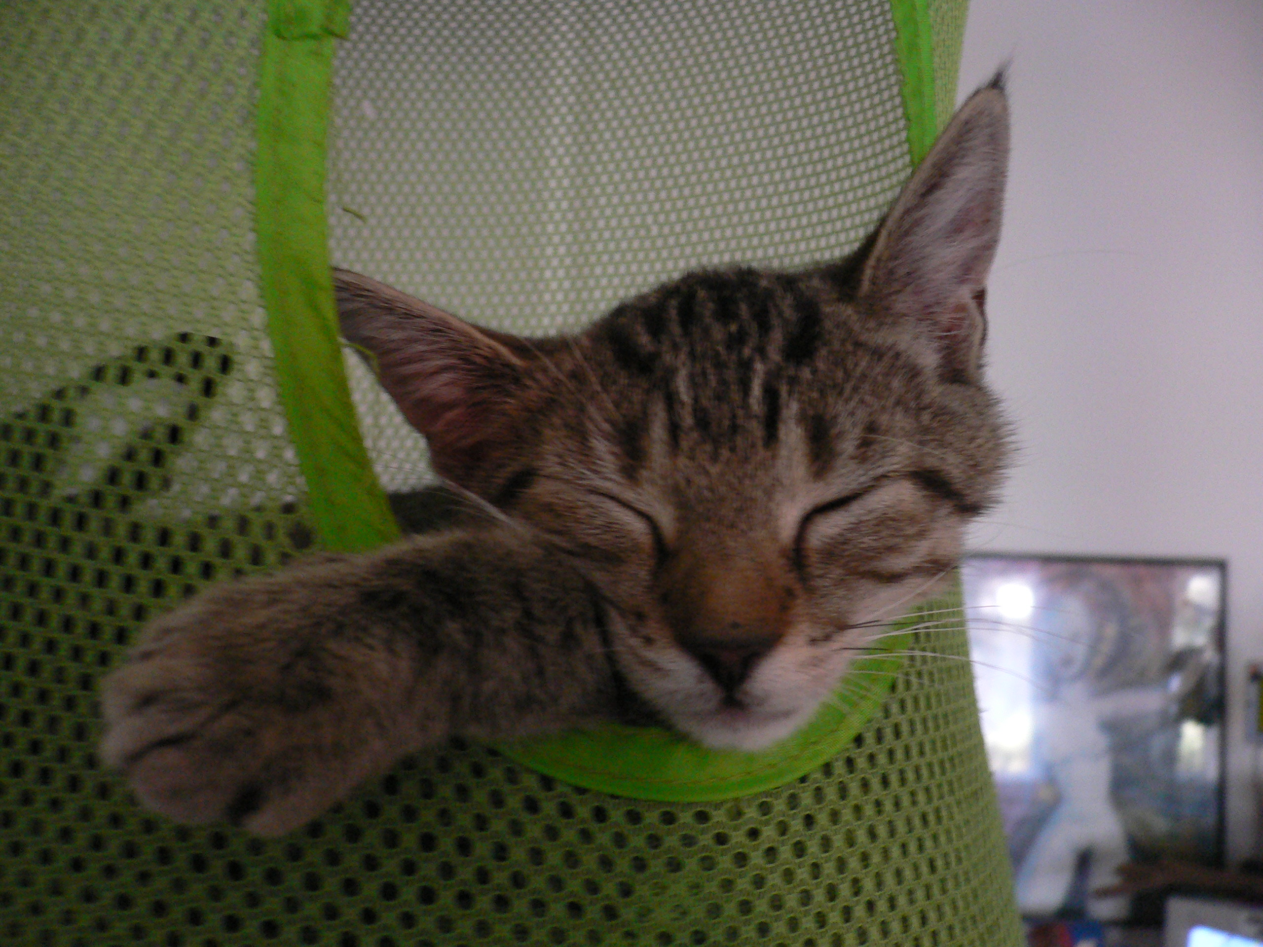 sleeping cat I